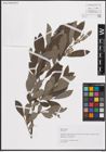 Foto von Salix cinerea L.